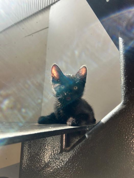 Котенок мальчишка озорник ищет дом