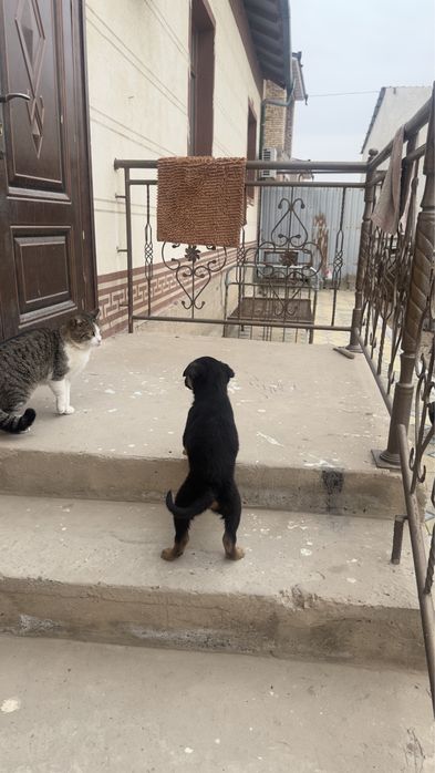 Щенята отец алабай мама простой