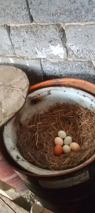 Продам домашних куриц