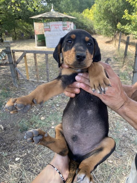 Ловни кученца