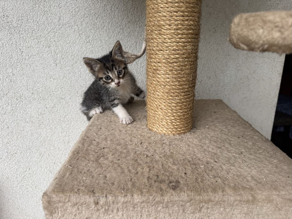 Подарявам котенца