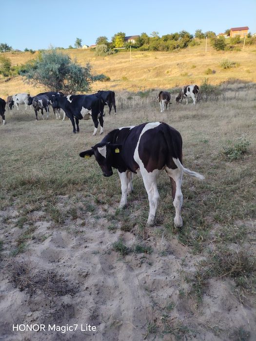 Viței de vanzare