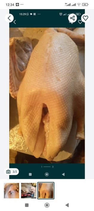 Домашние гуси ПРОДАМ