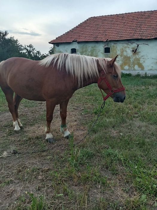 Cand iapa de 4 ani