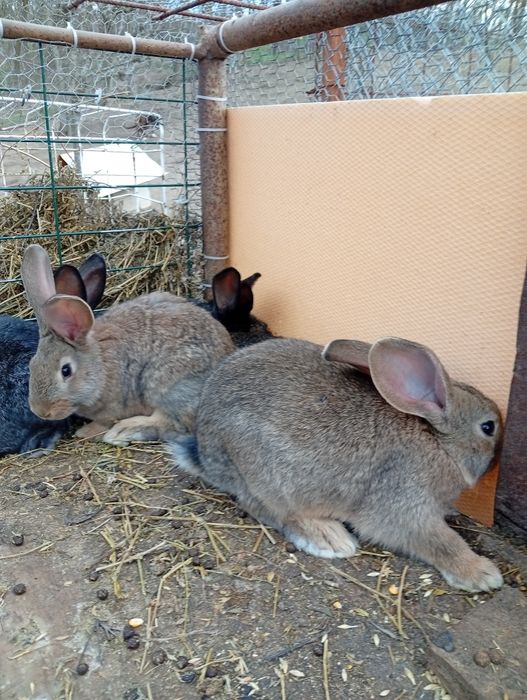 UG. Virată 2 luni preț bn 150 perechea