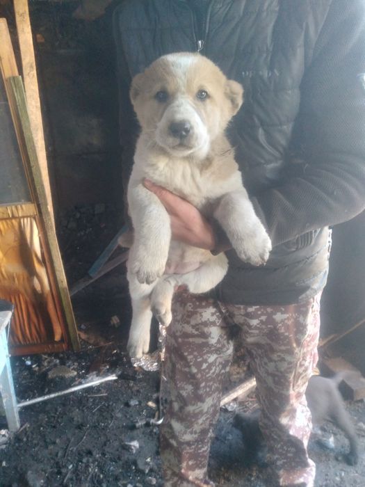 Шенки Алабая девочки