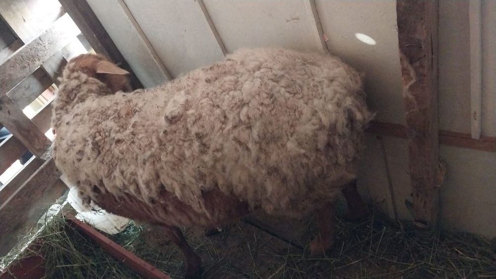 Кой токты сатылады