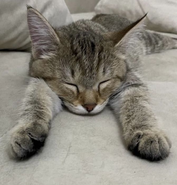 Котята, котенок, девочка