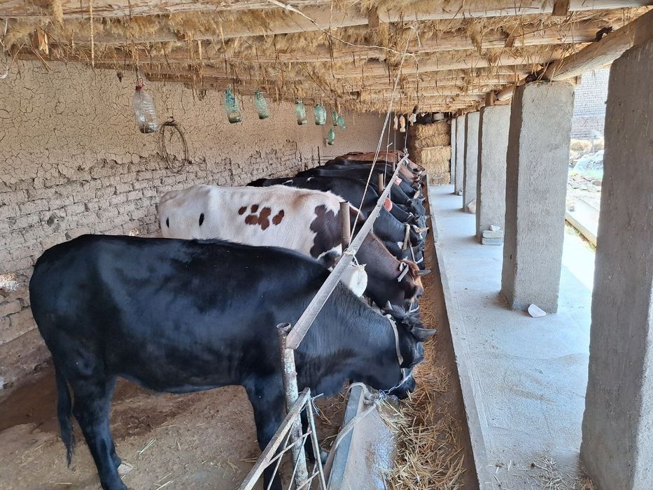 Чорва моллари тирик вазнда ва сўйиб бериш хизматлари