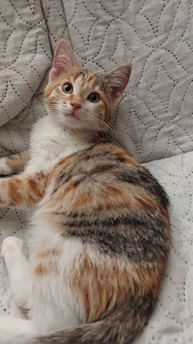отдам кошку/котёнка
