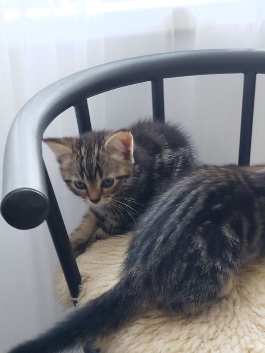 Шотландские котята 15000