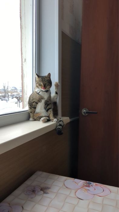 Отдам кошку в хорошие руки