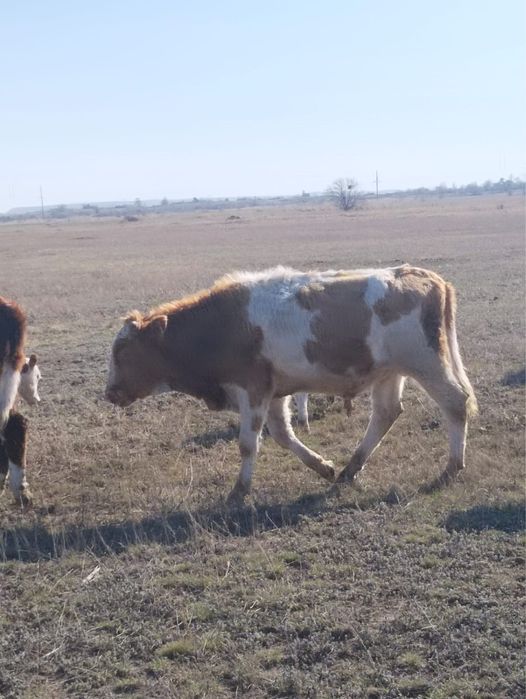 Продам бычков больших