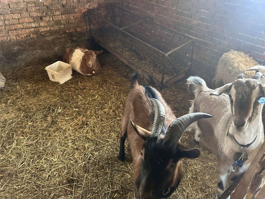 Коза яре и  пръч