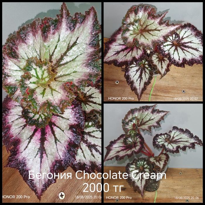 Комнатные цветы.