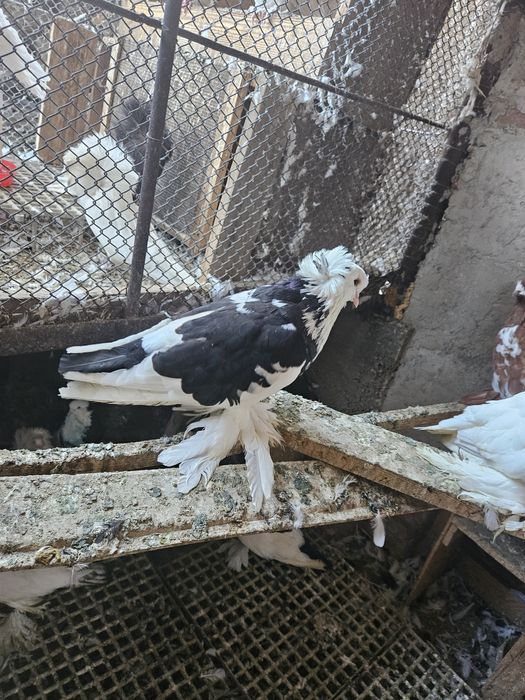 Porumbei uriasi magheari