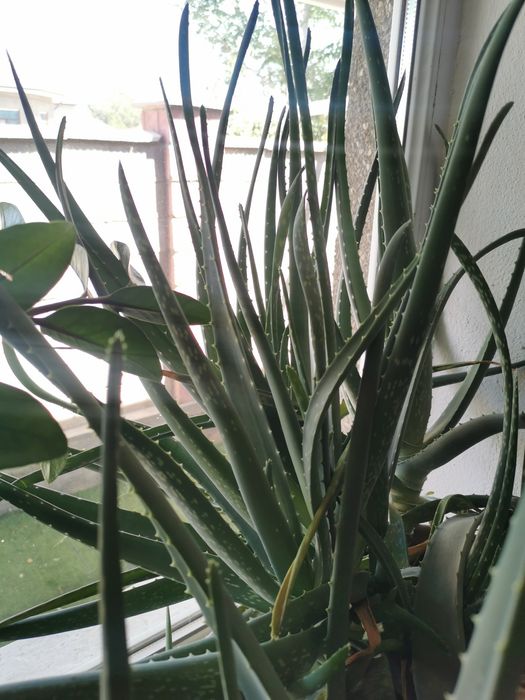 Фикус, алое продаю