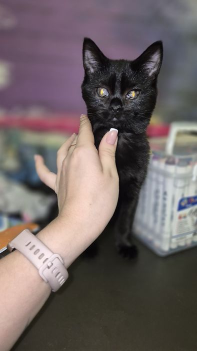 Отдам чёрных котят