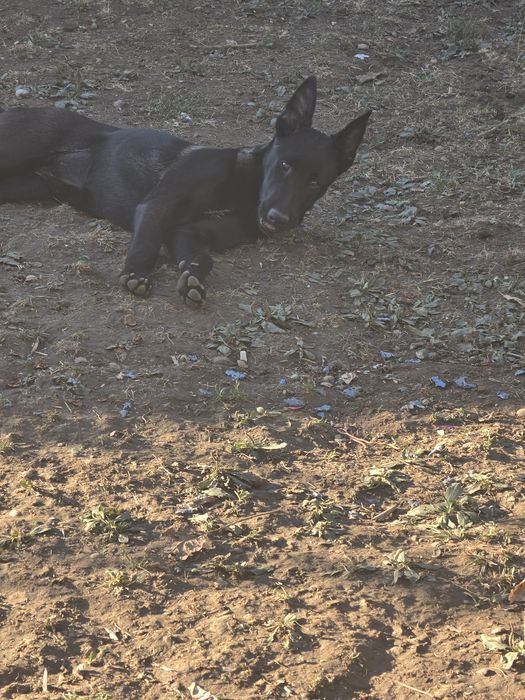 Ciobănesc belgian malinois