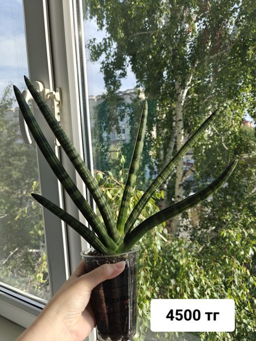 Церопегия комнатные цветы