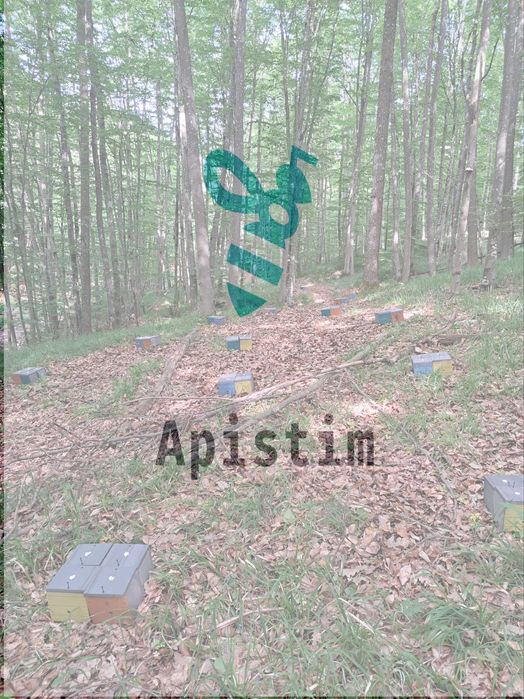 Precomenzi matci Buckfast imperecheate 2025 (10+1)