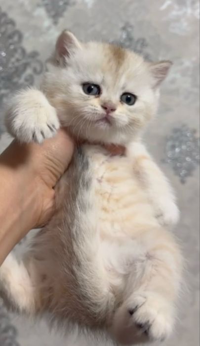 Котенок 1,5 месяца девочка