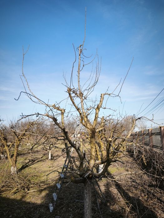 Taieri pomi fructiferi / viță de vie