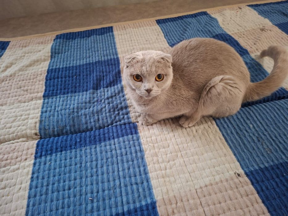 Отдам котенка с кошечкой, шотландские вислоухие