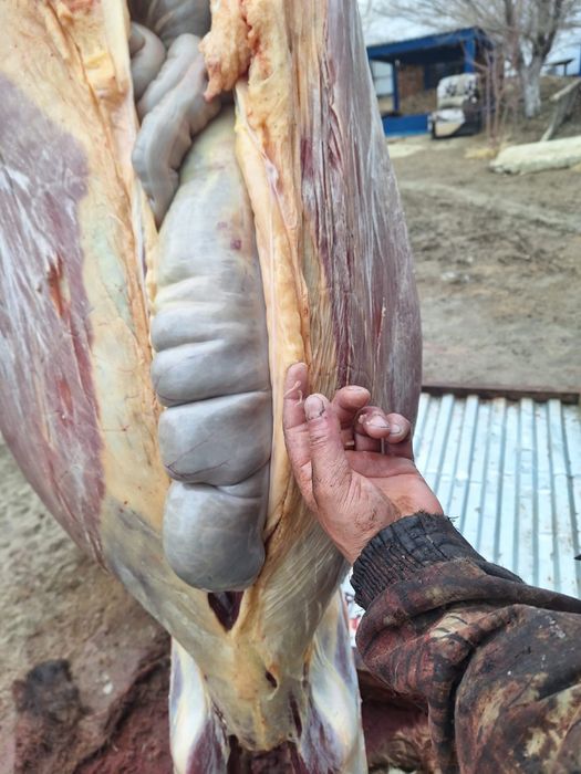 Соғымға семіз жабағылар