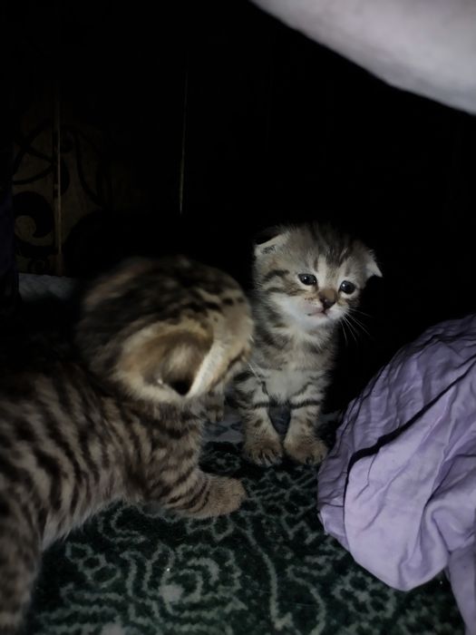 Скоттиш фолд кошечки три девочки один светлый самый мальчик оптом