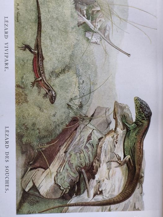 PLANȘĂ-ȘOPÂRLE – Planșă Color Veche, Rollinat, 1934