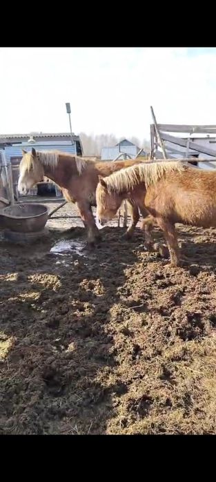 Продам лошадей тяжиков.