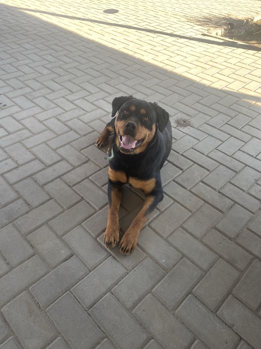 Продам ротвейлера