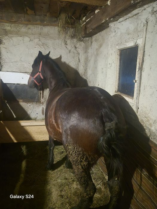 Vand manza 3 jumate Gestanta