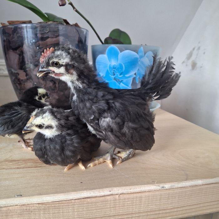 Курочки породы шабо