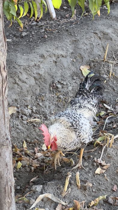 Хуруз сотилади