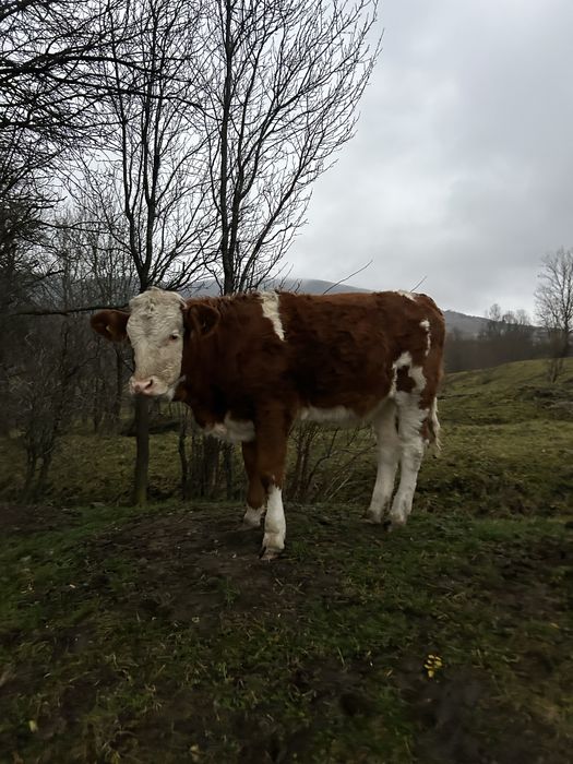 Vând junincă cu vițel