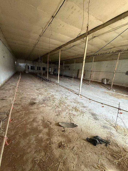 Сроно  аренда ферма в Яшнабаском районе Тузель