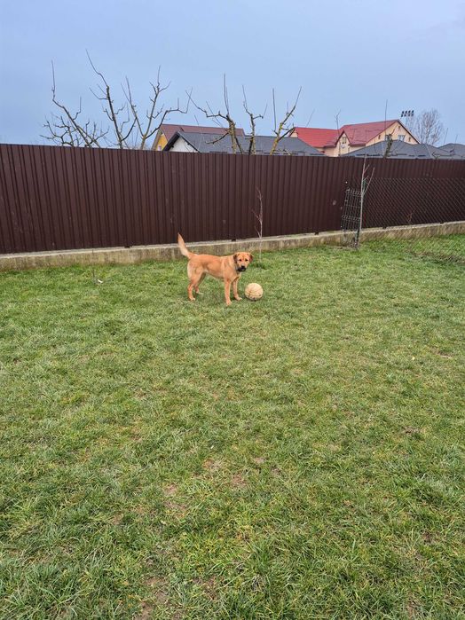 Donez spre adoptie catelusa  Labrador