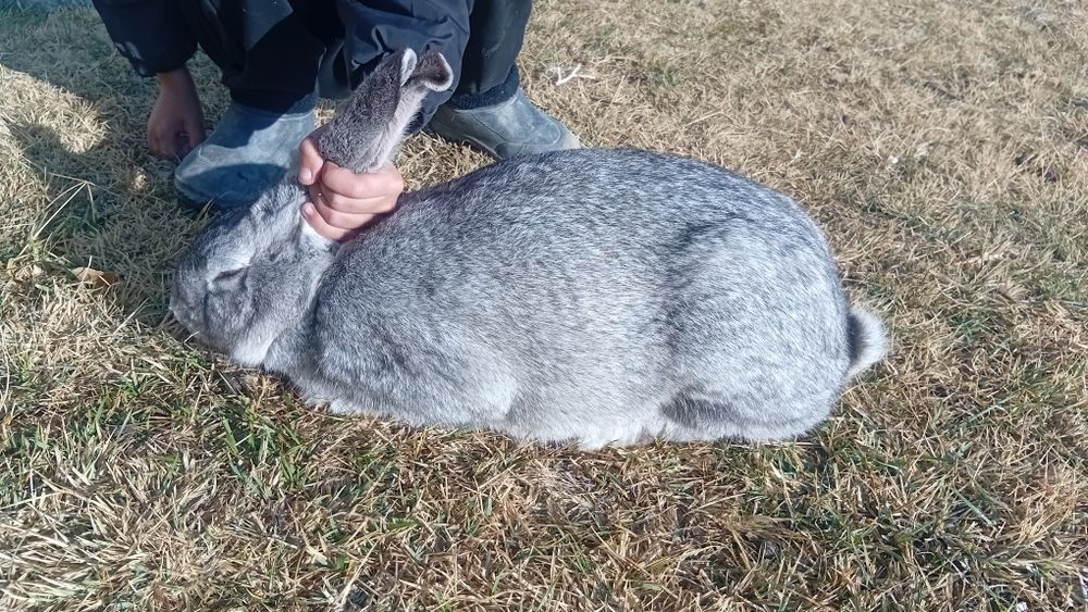 Қояндар сатылады