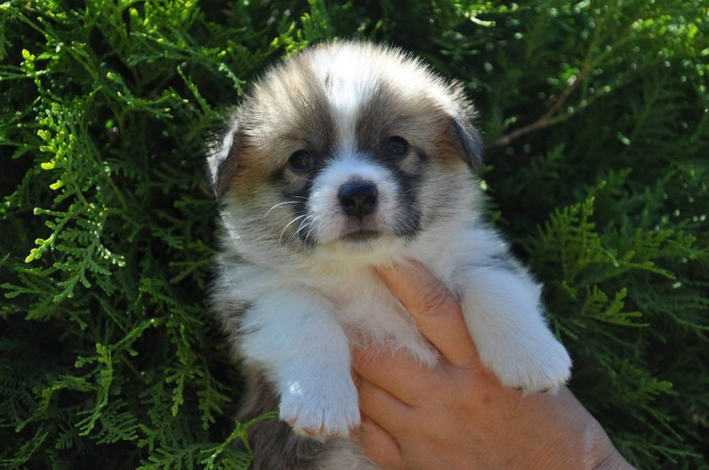 Корги щенки пемброк