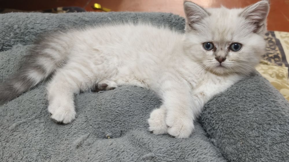 Шотландские котята