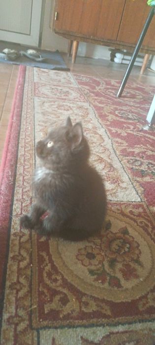 Котята в хорошие руки