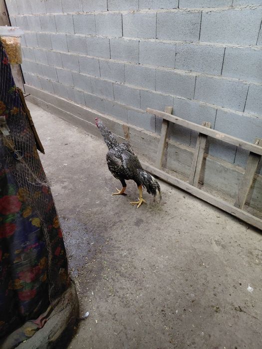 Дакан молодой продам