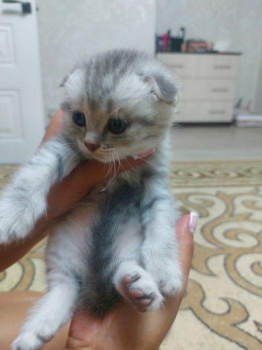 Продам шотландских котят