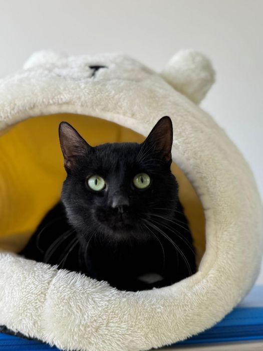Motanel un an adoptie Bucuresti, avandonat la cabinet veterinar
