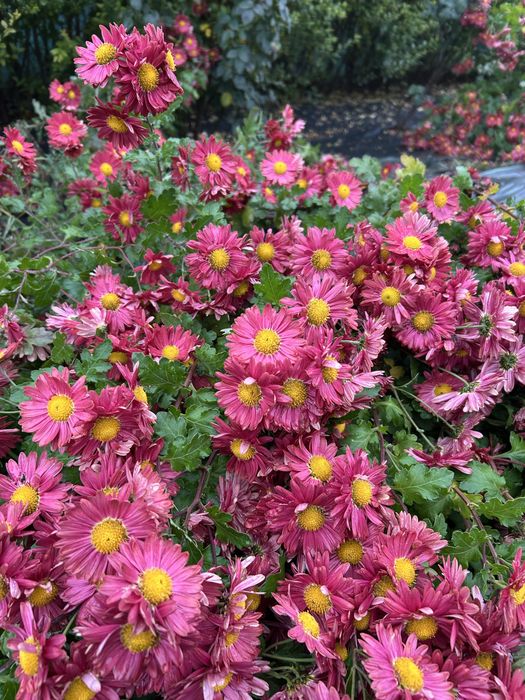 Tufanica rosu cu galben