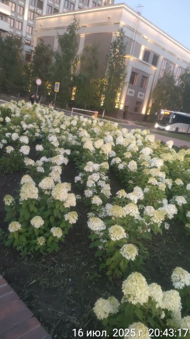 Роза, гортензии, лаванда горная