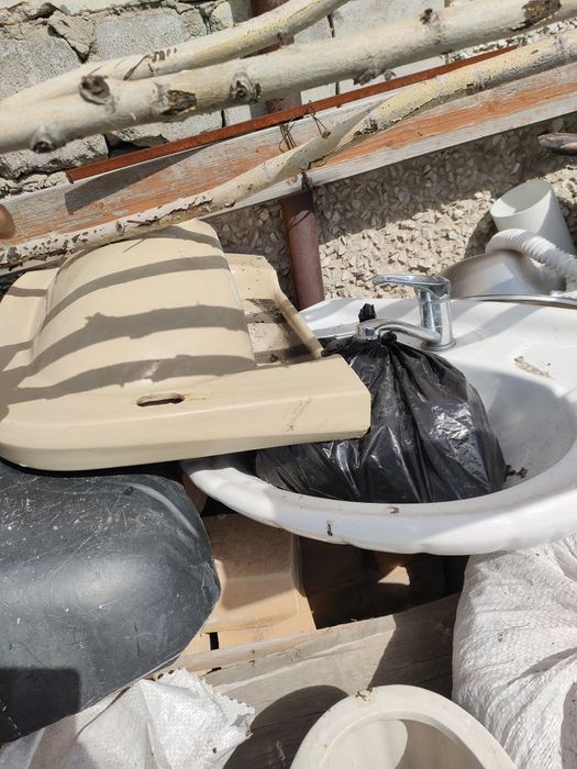 Раковины тюльпан