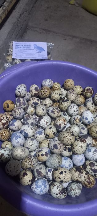 Тайёр (бедана ферма) бизнес сотилади